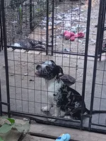 Blue eyes, a male American Bully for sale in Greenwood, SC – 3 of 3