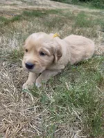 Sunshine/Yellow Collar , a female Golden Retriever for sale in Port Orchard, WA – 4 of 6