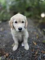 Violet /Purple Collar, a female Golden Retriever for sale in Port Orchard, WA – 2 of 3