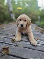Sunshine/Yellow Collar , a female Golden Retriever for sale in Port Orchard, WA – 6 of 6