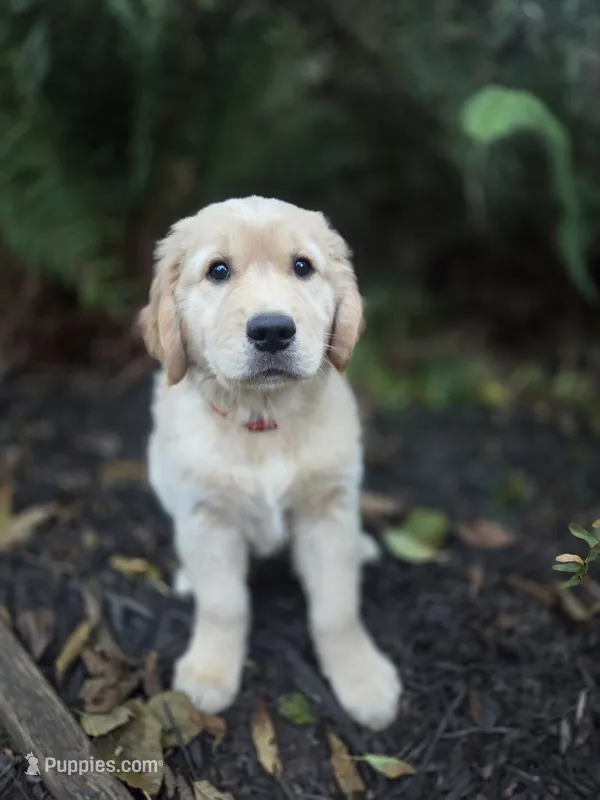 Ruby/Red – Golden Retriever puppy for sale in Port Orchard, WA