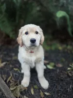 Ruby/Red, a female Golden Retriever for sale in Port Orchard, WA – 1 of 4