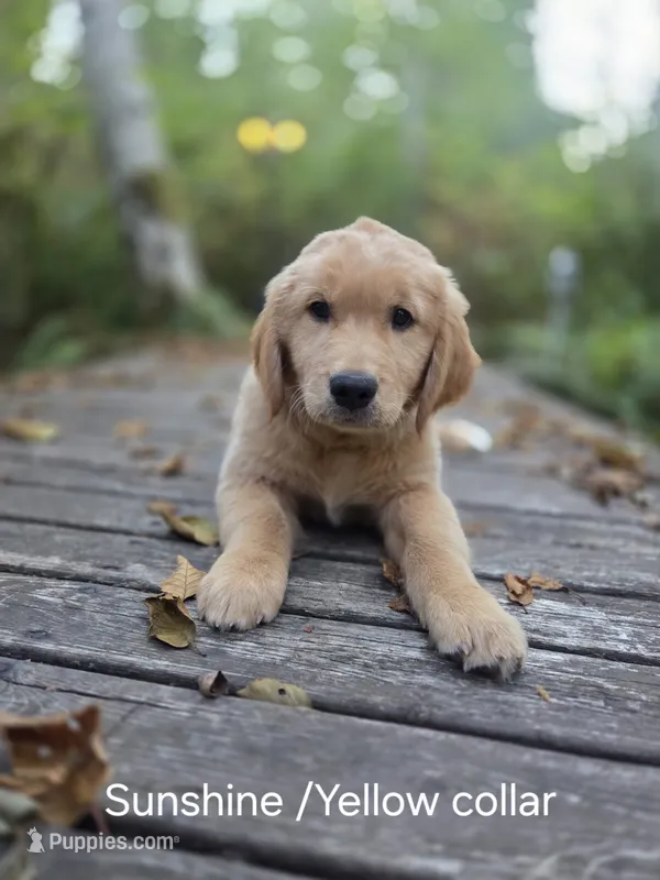 Sunshine/Yellow Collar  – Golden Retriever puppy for sale in Port Orchard, WA