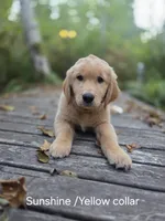 Sunshine/Yellow Collar , a female Golden Retriever for sale in Port Orchard, WA – 1 of 6