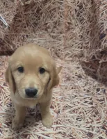 Sunshine/Yellow Collar , a female Golden Retriever for sale in Port Orchard, WA – 2 of 6
