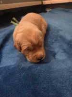 Sunshine/Yellow Collar , a female Golden Retriever for sale in Port Orchard, WA – 5 of 6
