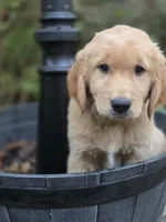 Sunshine/Yellow Collar , a female Golden Retriever for sale in Port Orchard, WA – 3 of 6