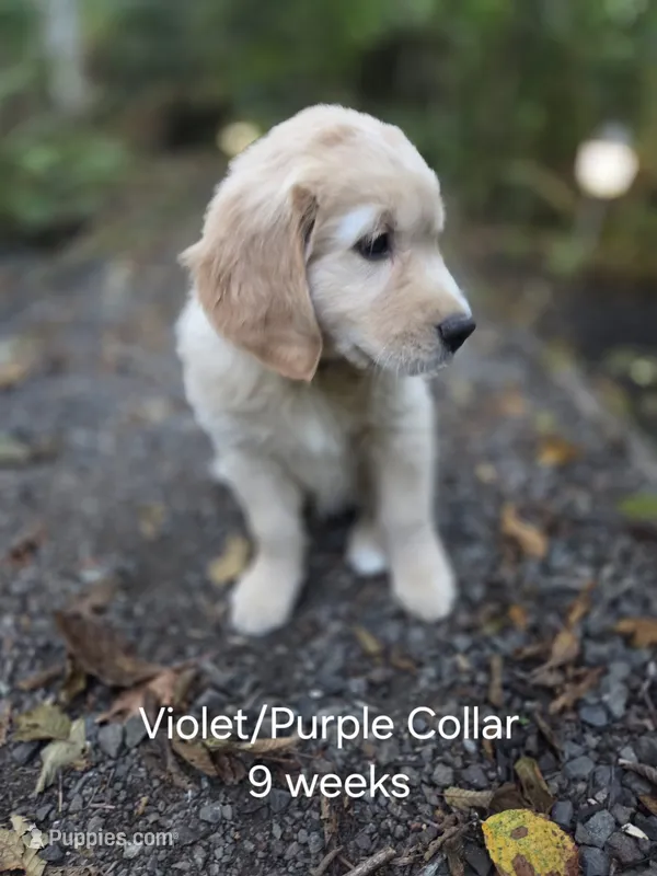 Violet /Purple Collar – Golden Retriever puppy for sale in Port Orchard, WA