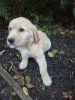 Ruby/Red, a female Golden Retriever for sale in Port Orchard, WA – 4 of 4