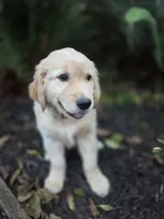 Ruby/Red, a female Golden Retriever for sale in Port Orchard, WA – 2 of 4