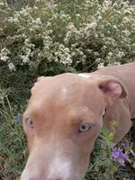 Gigi , a female American Bully and American Pit Bull Terrier for sale in Aurora, CO – 7 of 10
