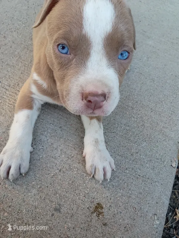 Cinnamon  – American Pit Bull Terrier puppy for sale in Aurora, CO
