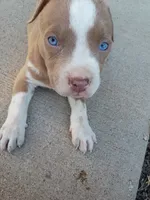 Cinnamon , a male American Pit Bull Terrier for sale in Aurora, CO – 9 of 10