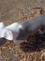 Rocky , a male American Pit Bull Terrier for sale in Aurora, CO – Photo 2 of 7