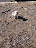 Rocky , a male American Pit Bull Terrier for sale in Aurora, CO – Photo 6 of 7