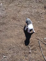 Rocky , a male American Pit Bull Terrier for sale in Aurora, CO – Photo 5 of 7