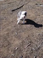 Rocky , a male American Pit Bull Terrier for sale in Aurora, CO – Photo 7 of 7