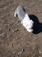 Rocky , a male American Pit Bull Terrier for sale in Aurora, CO – Photo 4 of 7