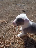 Rocky , a male American Pit Bull Terrier for sale in Aurora, CO – Photo 3 of 7