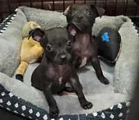 Shadow, a male Chihuahua for sale in Aurora, CO – Photo 1 of 10