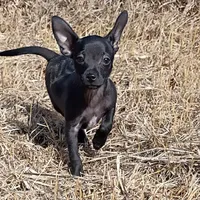 Shadow, a male Chihuahua for sale in Aurora, CO – Photo 3 of 7