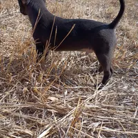 Shadow, a male Chihuahua for sale in Aurora, CO – Photo 6 of 7