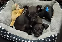 Shadow, a male Chihuahua for sale in Aurora, CO – Photo 3 of 10