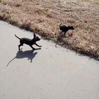 Shadow, a male Chihuahua for sale in Aurora, CO – Photo 4 of 7