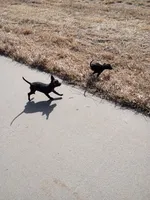 Shadow, a male Chihuahua for sale in Aurora, CO – Photo 7 of 10