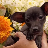 Shadow, a male Chihuahua for sale in Aurora, CO – Photo 1 of 7