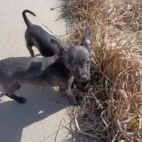 Shadow, a male Chihuahua for sale in Aurora, CO – Photo 5 of 7