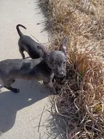 Shadow, a male Chihuahua for sale in Aurora, CO – Photo 8 of 10