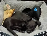 Shadow, a male Chihuahua for sale in Aurora, CO – Photo 4 of 10