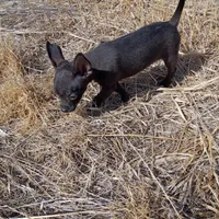Shadow, a male Chihuahua for sale in Aurora, CO – Photo 7 of 7