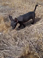 Shadow, a male Chihuahua for sale in Aurora, CO – Photo 10 of 10