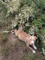 Zeus , a male American Bully and American Pit Bull Terrier for sale in Aurora, CO – 9 of 10