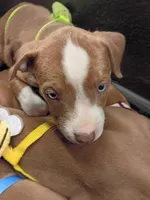 Cleo , a female American Bully and American Pit Bull Terrier for sale in Aurora, CO – 3 of 3