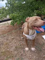Cinnamon , a male American Pit Bull Terrier for sale in Aurora, CO – 7 of 10