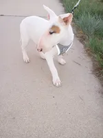Cimy, a female Bull Terrier for sale in Aurora, CO – 7 of 10