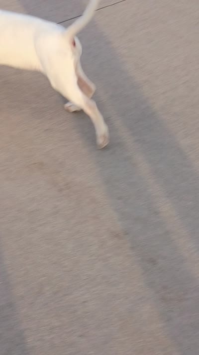 Cimy, a female Bull Terrier for sale in Aurora, CO – 10 of 10