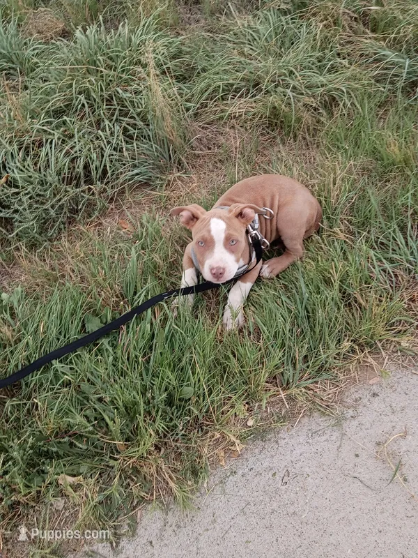 Mia – American Bully, American Pit Bull Terrier puppy for sale in Aurora, CO