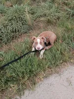 Mia, a female American Bully and American Pit Bull Terrier for sale in Aurora, CO – 1 of 3