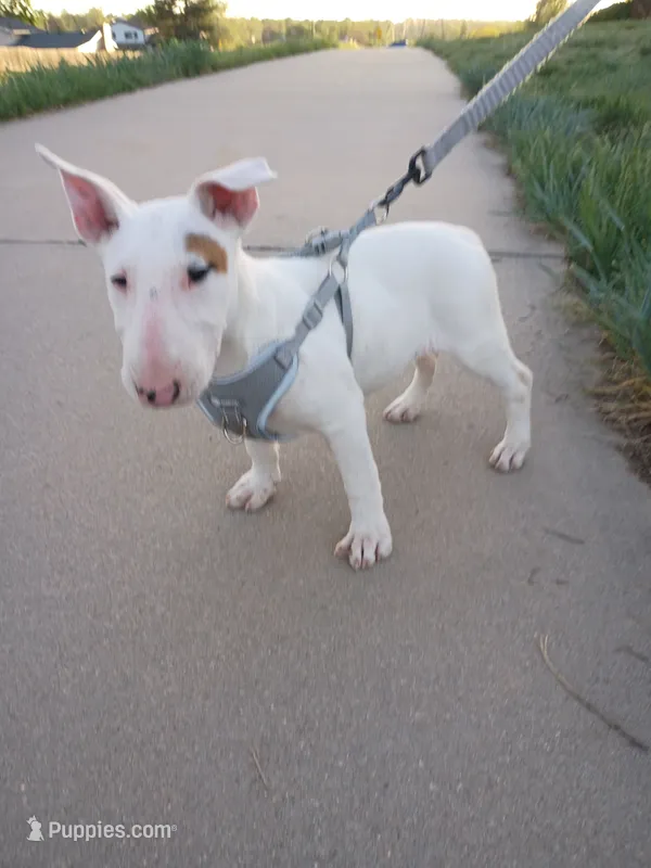 Cimy – Bull Terrier puppy for sale in Aurora, CO
