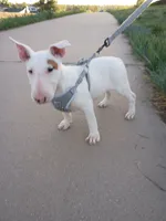 Cimy, a female Bull Terrier for sale in Aurora, CO – 1 of 10
