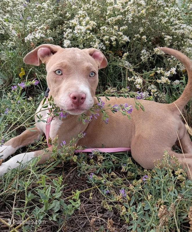 Gigi  – American Bully, American Pit Bull Terrier puppy for sale in Aurora, CO