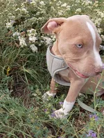 Zeus , a male American Bully and American Pit Bull Terrier for sale in Aurora, CO – 4 of 10