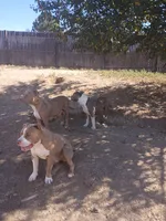 Waffles , a male American Bully and American Pit Bull Terrier for sale in Aurora, CO – 4 of 4
