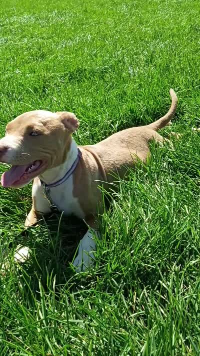 Cinnamon , a female American Bully and American Pit Bull Terrier for sale in Aurora, CO – 6 of 6