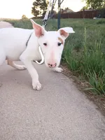 Cimy, a female Bull Terrier for sale in Aurora, CO – 3 of 10