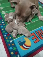 Cinnamon , a male American Pit Bull Terrier for sale in Aurora, CO – 4 of 10